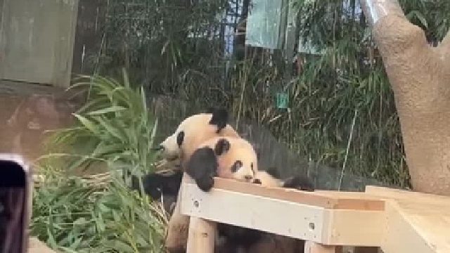 辉宝又挨揍，睿宝爬木架摔了个跟头，回头就给辉宝一顿咬