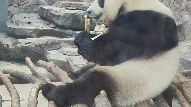 可爱的大熊猫。