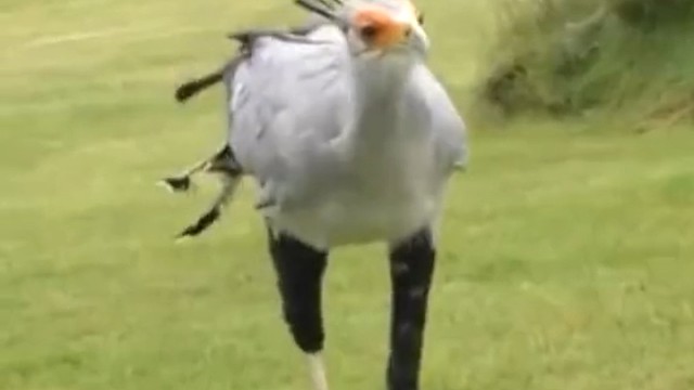 蛇鹫“美人”老家在非洲，最喜欢吃毒蛇，腿长并有厚鳞保护