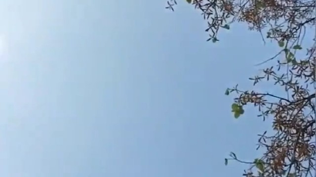 泰国白柳桉，别名深红梅兰蒂木，果实飘荡时很像竹蜻蜓。