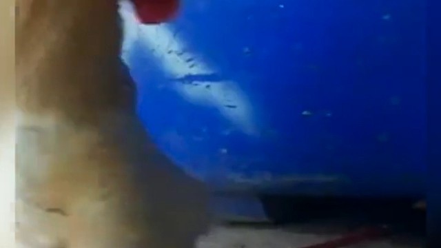 它站姿挺拔，踏出雄赳赳、气昂昂的步伐。