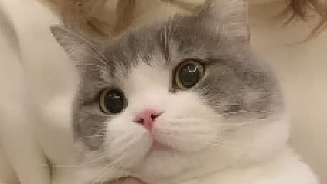 听说这样蹦野迪能找到小母猫