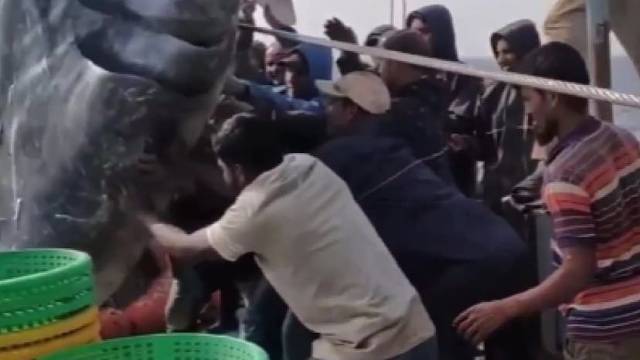 捕到一条大鲸鲨