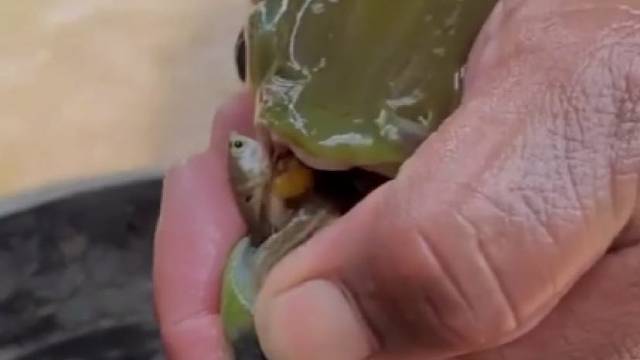 嘴巴里都是自己的孩子