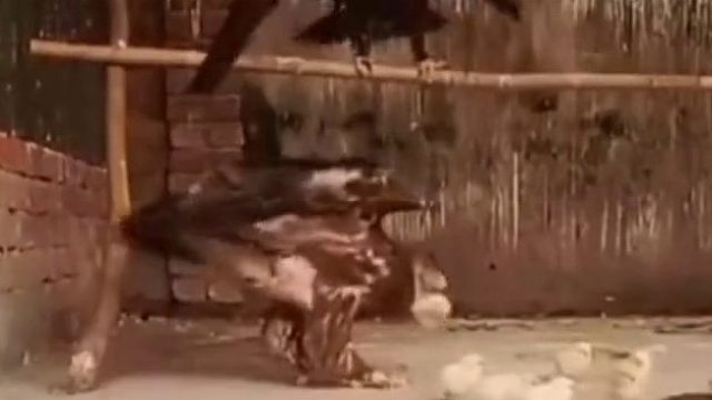 一口一个小坤坤