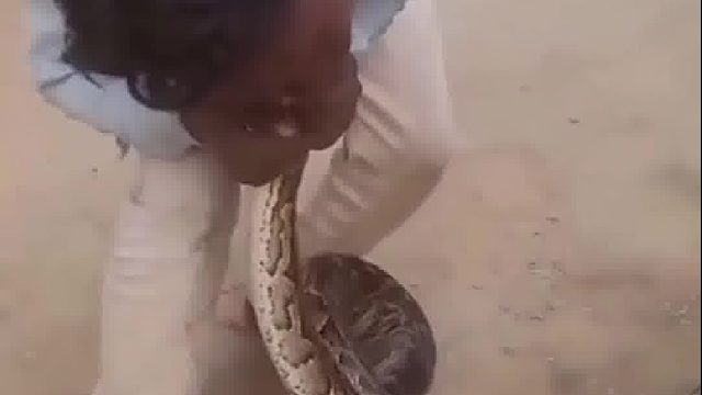 随便亲吻蟒蛇的下场