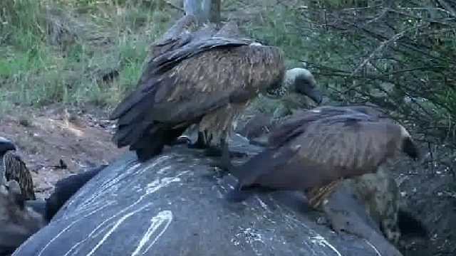 钻进吃更好吃？