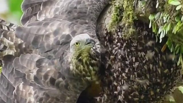 根本不怕蜜蜂蛰