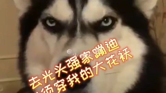 今天必须穿上大花袄