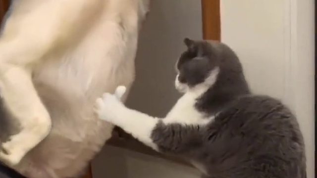 还以为这个哈士奇真成精了