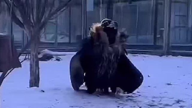 好家伙！一开始我还以为是人扮的呢！看到后面确实沙雕