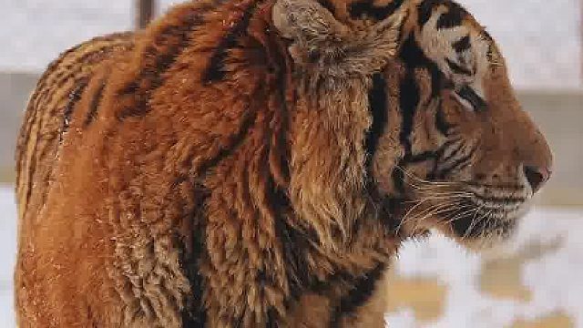 有没有银给二埋汰介绍介绍