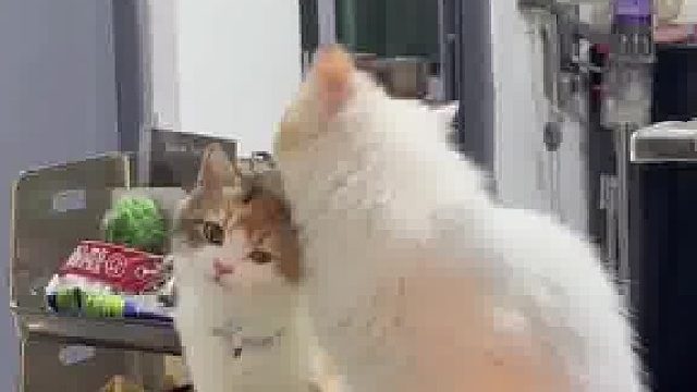 妈咪在动手的那瞬间发现是小女儿后……