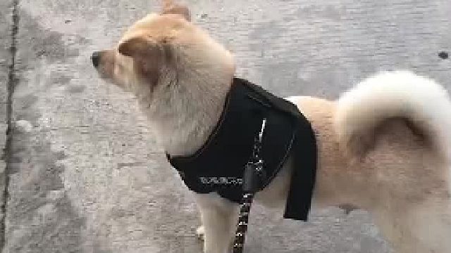 中华田园犬