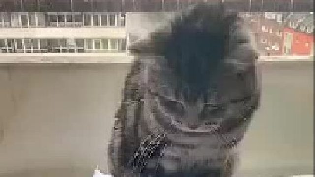 猫 ：吃饱了没 ，吃饱了该我吃了