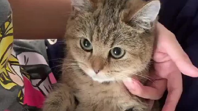 喵：这是我的最爱！！