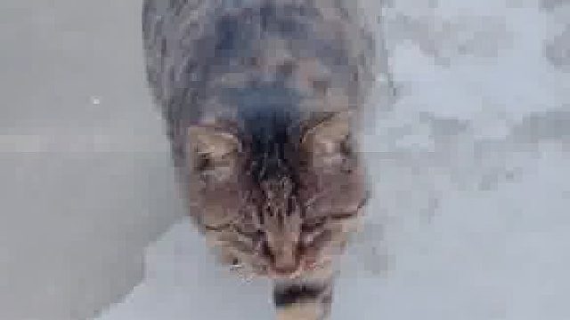 你们说像什么？可爱吗