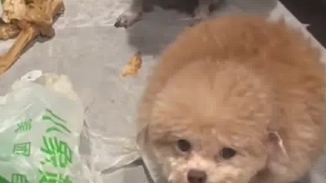 主人质问俩狗子是谁翻的垃圾桶 灰色的狗子害怕的要抖散架了