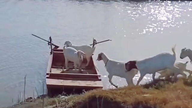 好聪明的羊，一个一个上也不挤