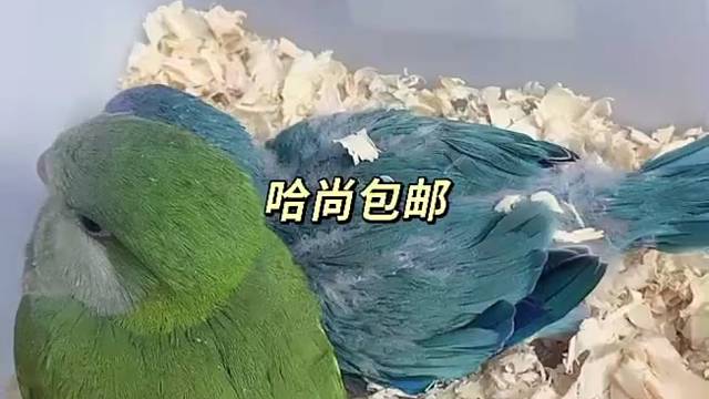 鹦鹉