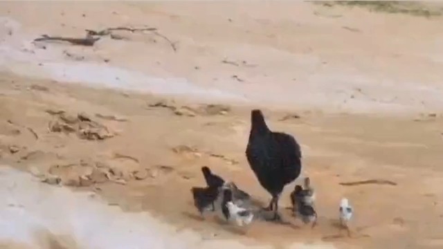 鹰：我错了，鸡姐