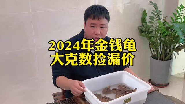 史上降价最快神龟，金钱龟不再是王者神话