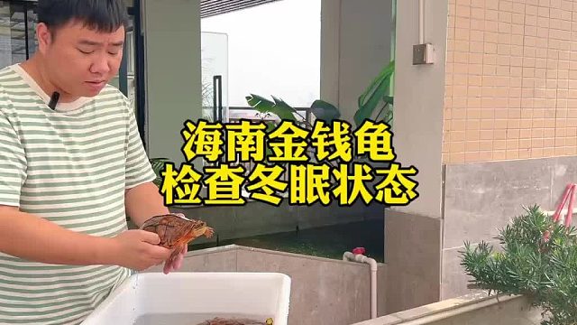 冬眠期间检查一下金钱龟，又大只又好养的金钱龟