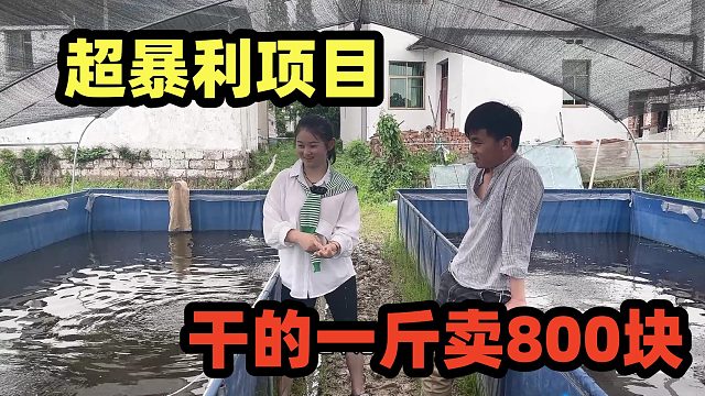 超暴利的养殖，干的一斤卖800块，搞2亩不到赚60万，太太赚钱了！