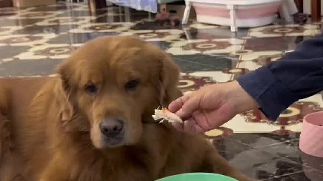 我爸妈真的是太惯着金子了，吃饭都要靠喂