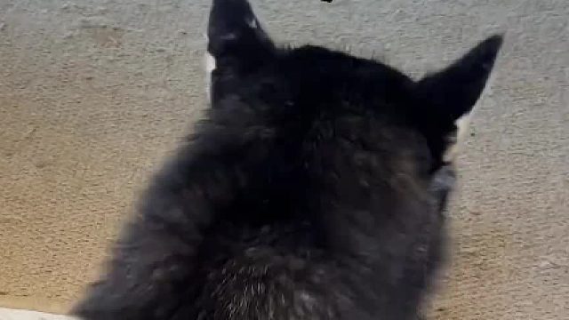 哈士奇拆不拆家不知道，但是是真拆自己啊