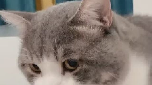 半夜还不让人睡个好觉，请问谁家在收旧猫二手猫的麻烦联系我一下