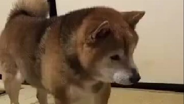 柴：哼，看不起汪呢，我就不按 ！