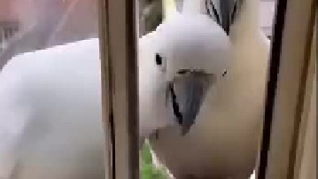 好有礼貌，好朋友握握手 ！