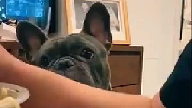 你看我一眼，主人