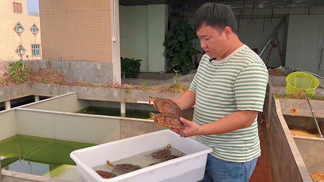 金钱龟一夜之间暴跌，简直跌出银河系了