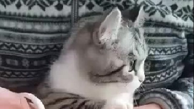 小猫咪剪指甲，心里害怕不敢看，好可爱