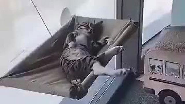 小小年纪就提前过上了大爷的生活，这也太安逸了吧