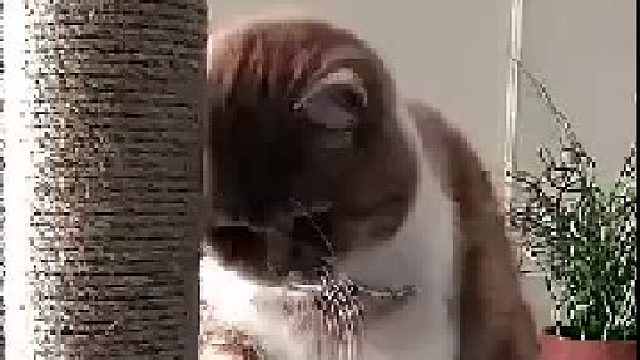 小心翼翼的......这么一只小可爱不会被本喵摸坏吧！