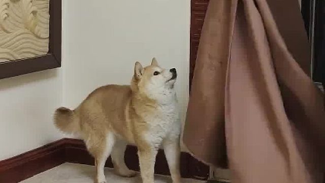 当我撤走狗子的最后一道防线