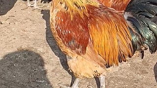 常年散養(yǎng)大公雞