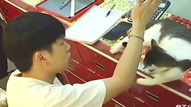 猫咪和男友竟然互扇了起来  哈哈哈