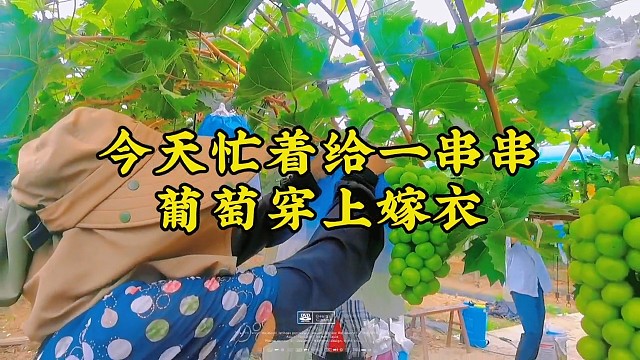 给葡萄穿外衣？高端葡萄就是娇贵，每一串都需要精心照料