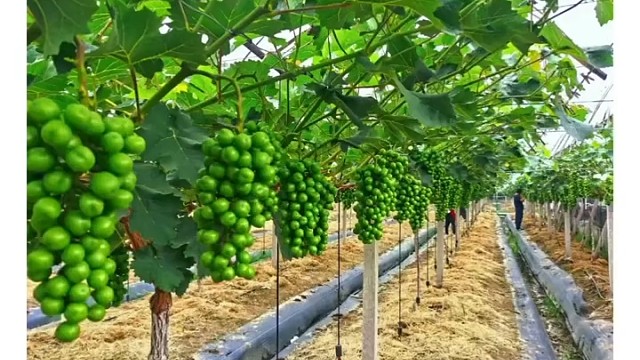 阳光玫瑰跌下神坛了？不，好品质的阳光玫瑰依旧畅销。