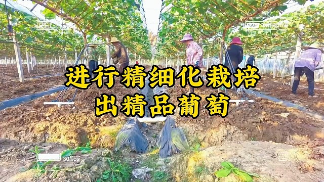 阳光玫瑰葡萄采收后还要管理吗？要想明年收成好，冬肥少不了，科学管理至关重要。