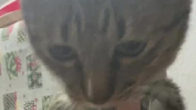 猫咪演我吸他样子