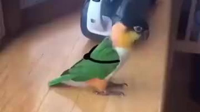 给鹦鹉画上跳绳后，画面顿时就生动活泼了起来