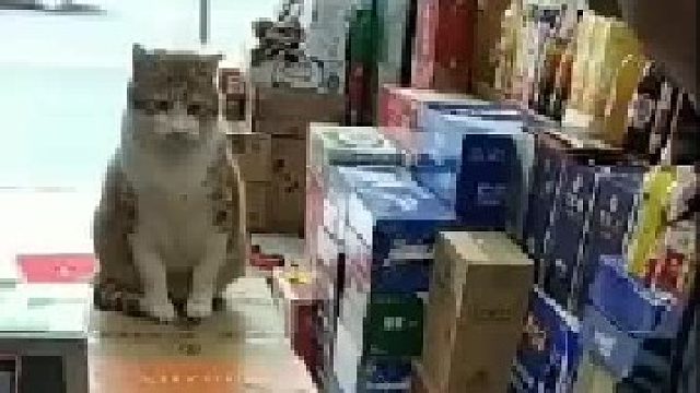 猫：这一块让我有点意外