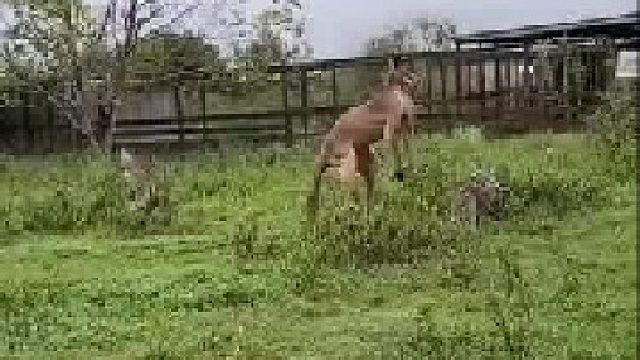 你攻击对手的方式很特别呀