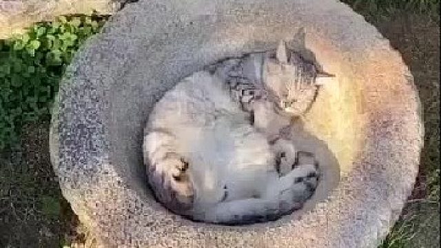 一喵一个盆！！！哈哈哈哈太可爱啦