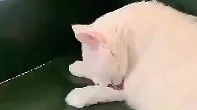 一只不太聪明的猫。